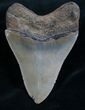 High Quality Megalodon Tooth #7940-2